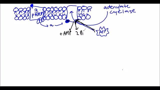 Muscarinic Receptor- Alpha Subunit смотреть онлайн