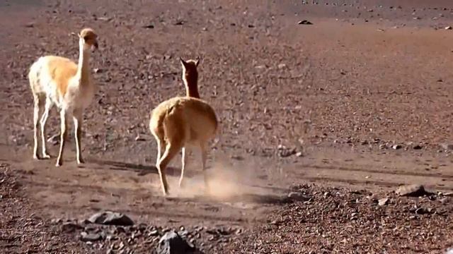 FAUNA SILVESTRE ARGENTINA 10 смотреть онлайн