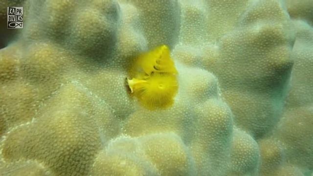 Safari v Egyptě útes Shaab El Erg | Kapr Divers | Listopad 2010 смотреть онлайн