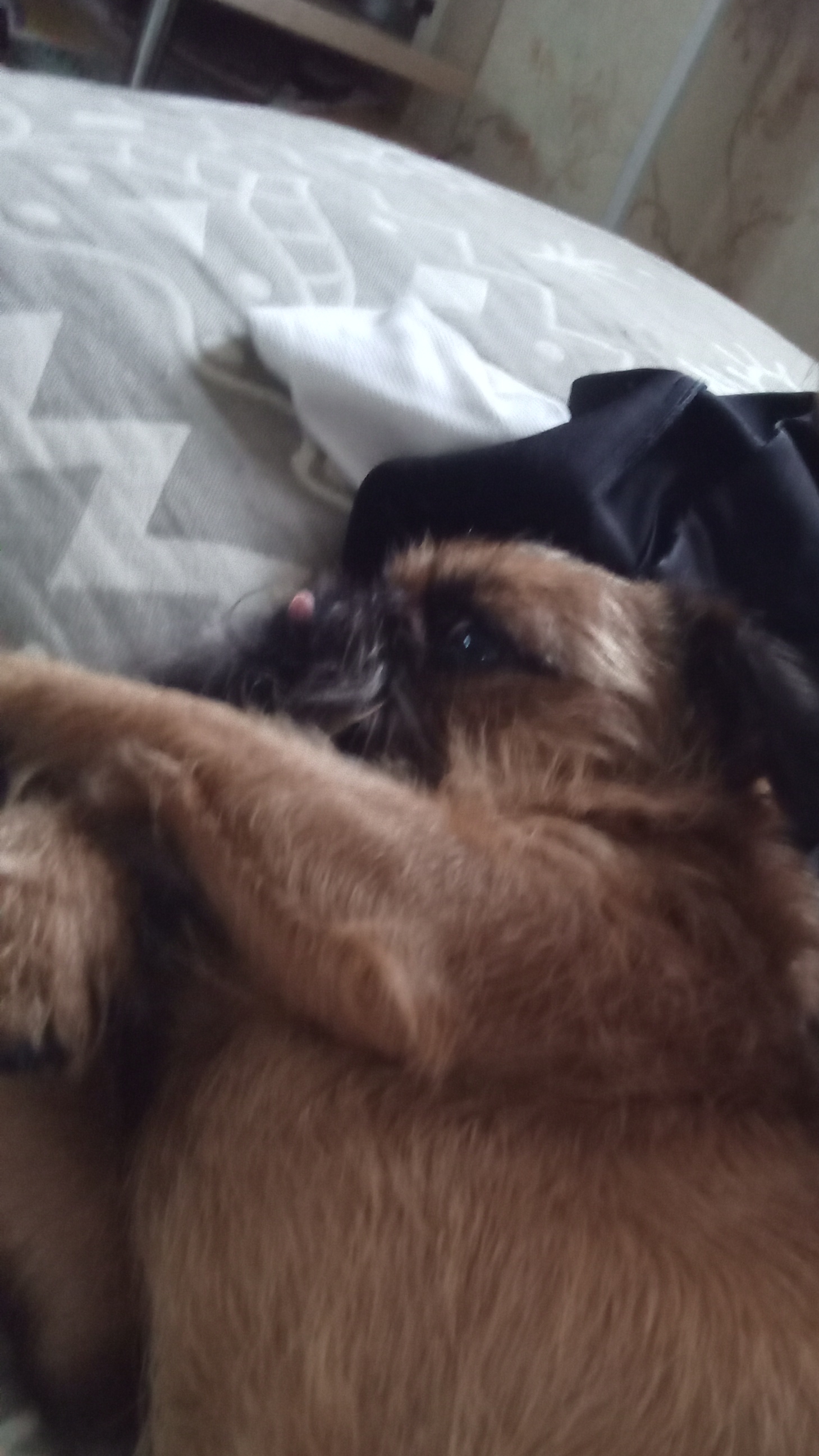 I love my dog ♥️♥️♥️ сказал Матвей Веденин смотреть онлайн