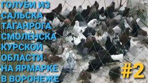 🔥🔥🔥 Федеральная выставка-ярмарка в Воронеже. Голуби из Сальска, Таганрога, Смоленска на ярмарке.