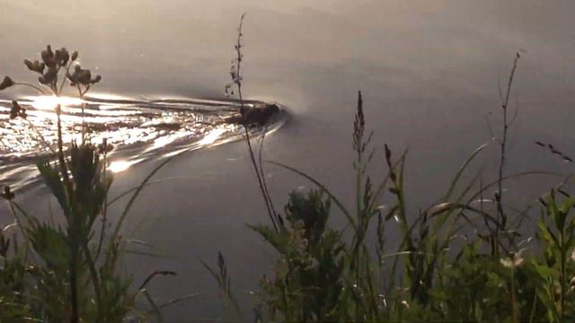 Бобр на прогулке. /Beaver On A Walk.