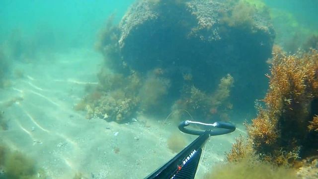 13 Nisan 2024 Marmara denizi İstanbul Dalış Zıpkınla balık avı spearfishing Alt yazı seçenekler смотреть онлайн
