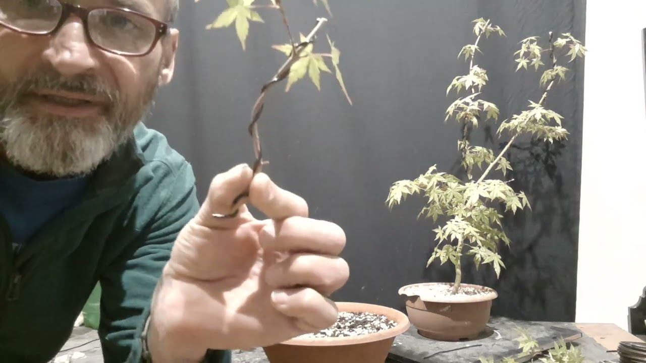 черенкування японського клену (3) смотреть онлайн