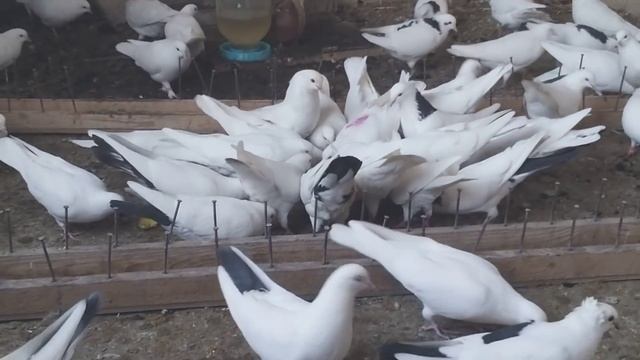 #Astrakhan #Pigeon Бакинские голуби! Мысли в слух! 26.11.19г смотреть онлайн