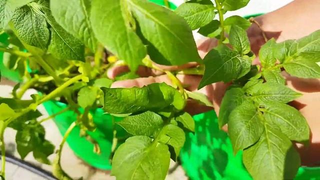 உருளைக்கிழங்கு செடி | Potato plant | Solanum tuberosum | plant identification смотреть онлайн