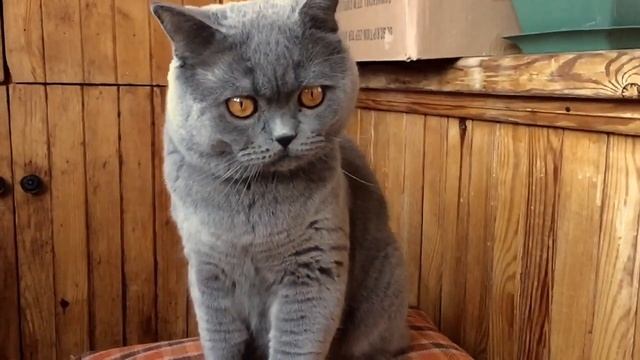 Супер кот Leo - Slow motion смотреть онлайн