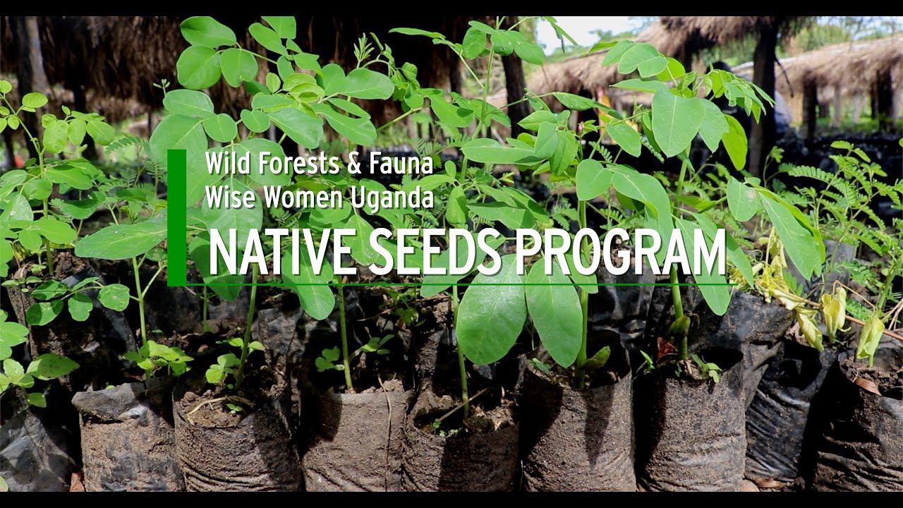 Wild Forests and Fauna - Native Seeds Project смотреть онлайн