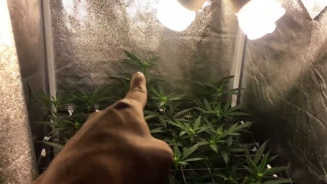 LED Closet Grow Flowering Week 1 смотреть онлайн