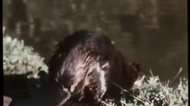 СССР Лесная быль 1949 год смотреть онлайн
