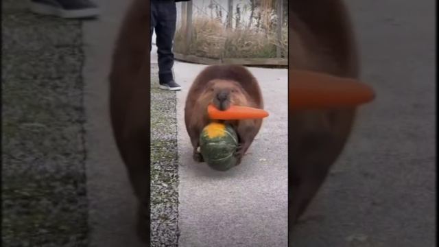 Хороший день. Дмитрий Шлапак смотреть онлайн
