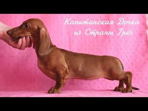 щенок таксы Капитанская дочка из Страны Грез смотреть онлайн