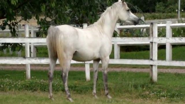 Arabian horse mare, pur sang arabe jument смотреть онлайн