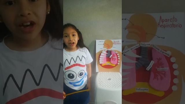 Maqueta Aparato Respiratorio - Escuela Primaria Ricardo Flores Magón