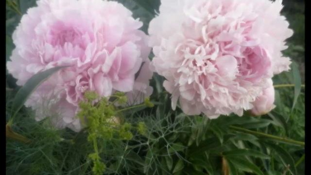 Романс 555 смотреть онлайн