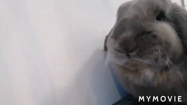 Кролики едят бананы? 🐇🐰❤️ смотреть онлайн