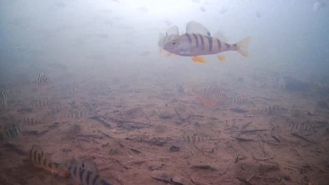 Зимний Коён под льдом.