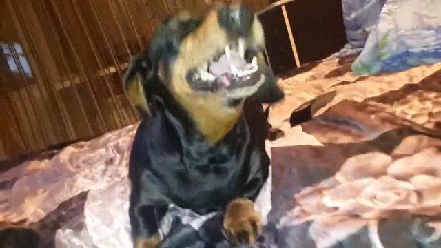 Чихалка смотреть онлайн