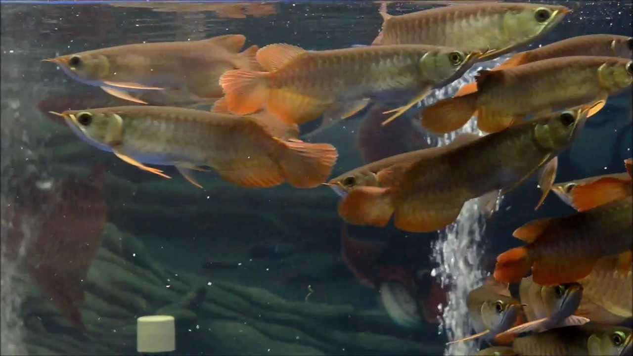 Oriental RED video смотреть онлайн