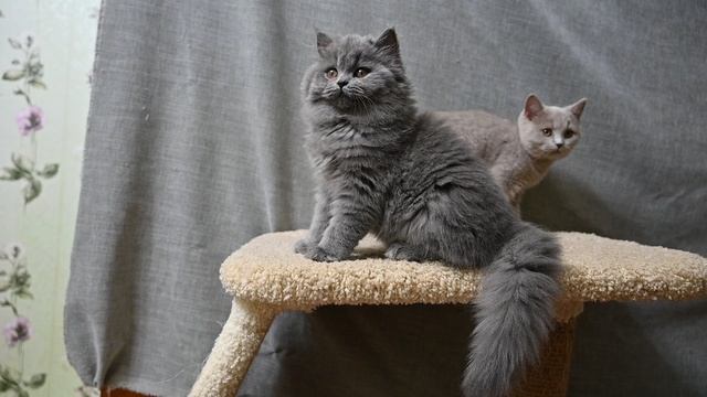 DSC_0033 смотреть онлайн