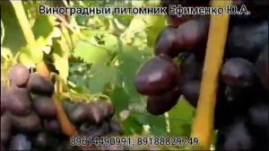 виноград Лара, яркий мускат