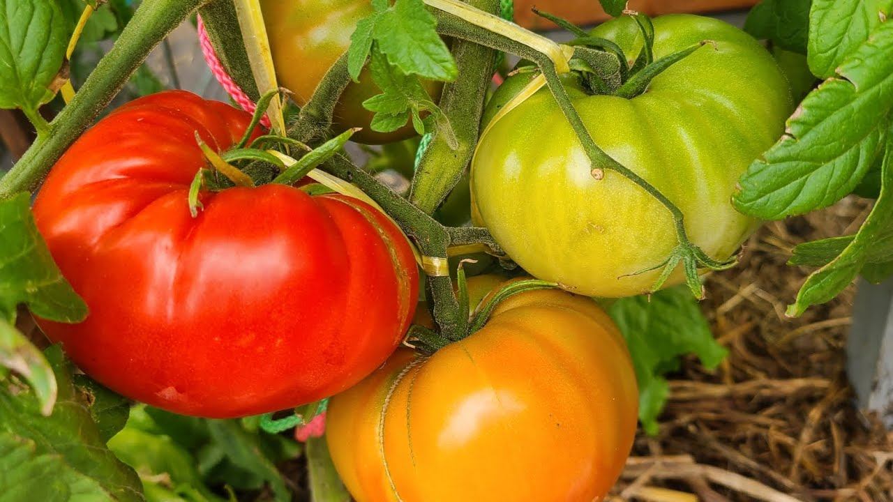 От чего зависит вкус томата 😊❤️🍅 смотреть онлайн