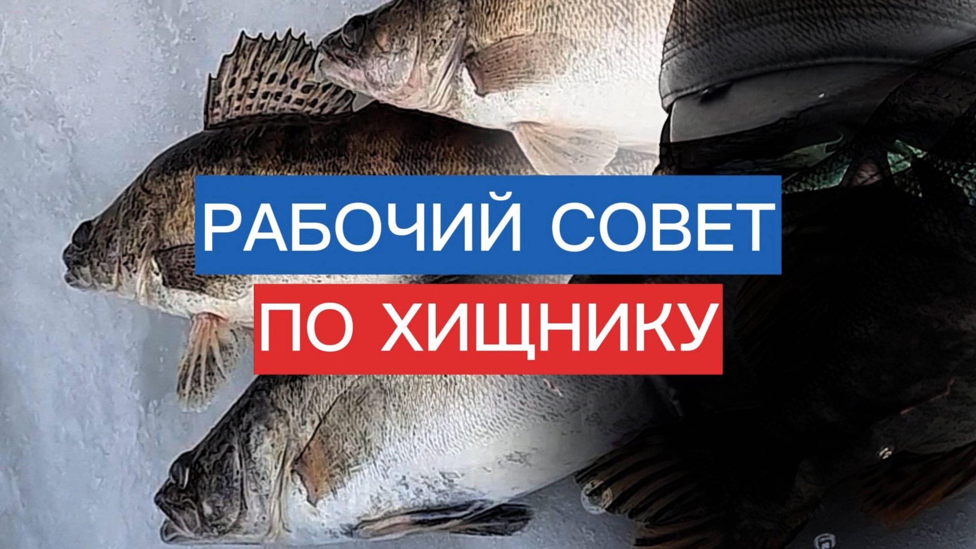 СЕКРЕТ при ловле ХИЩНИКА ЗИМОЙ. Судак по первому льду. Ловим СУДАКА на ЖЕРЛИЦУ! ЗИМНЯЯ РЫБАЛКА. смотреть онлайн