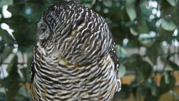 湯布院でフクロウ🦉たちとたわむれてきた | at湯布院フローラルビレッジ フクロウの森