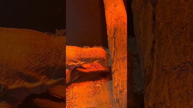 GIANT MONITOR EATS RAT🐀 смотреть онлайн