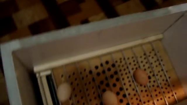 Мой первый инкубатор своими руками!!! смотреть онлайн
