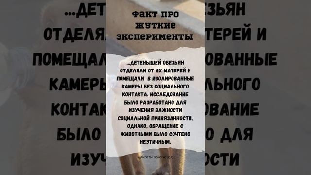 Бедные обезьянки! Эксперимент #психология #факты #шортс #обезьяна #интересно #здоровье #shortvideo смотреть онлайн