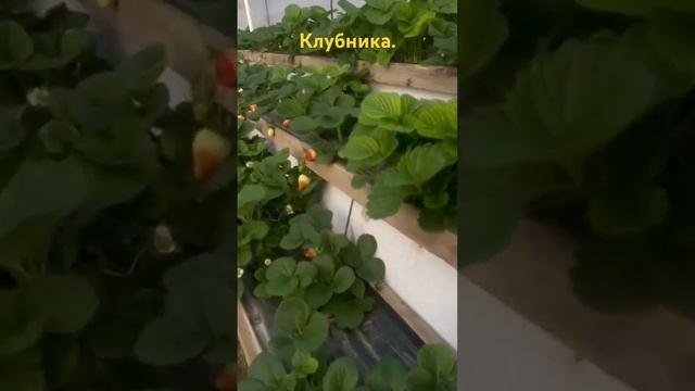 Удобрение для клубники радует. смотреть онлайн
