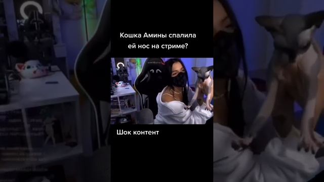 кошка спалила нос тендерлибае, амина спалила нос на стриме смотреть онлайн