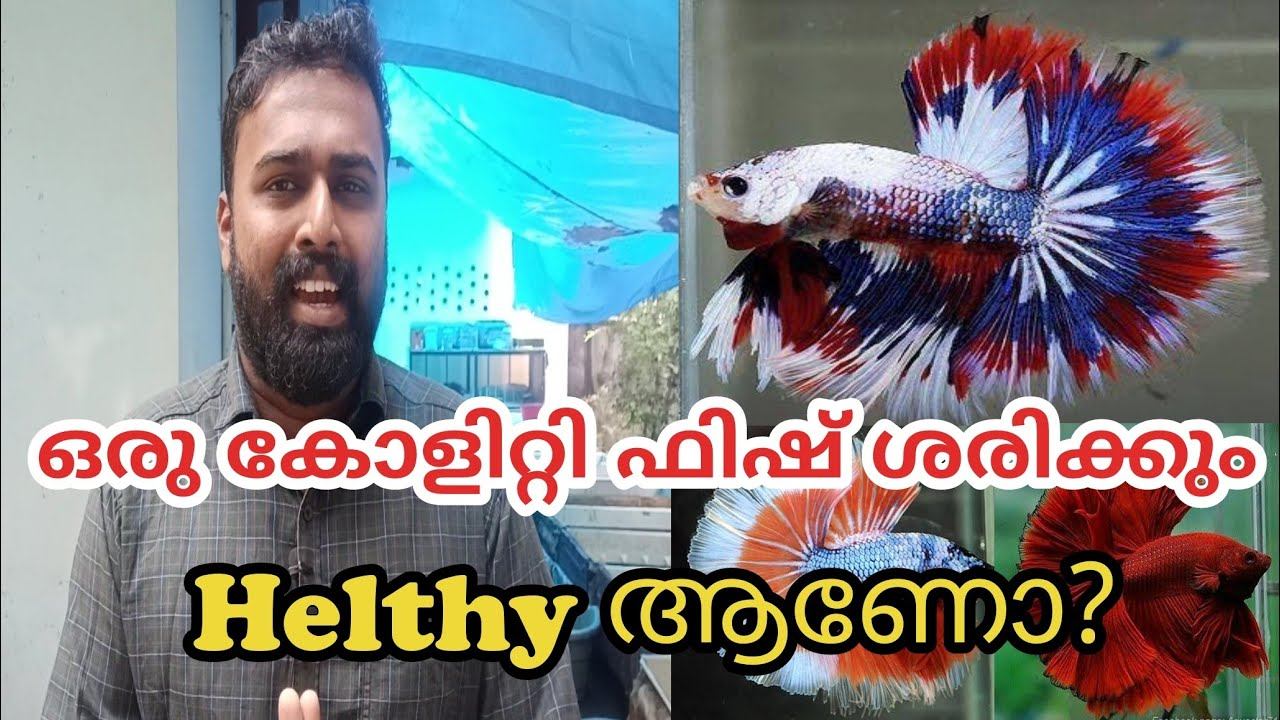 Is a Quality Betta Fish Really Healthy? fighter fish Malayalam|Ep100 смотреть онлайн