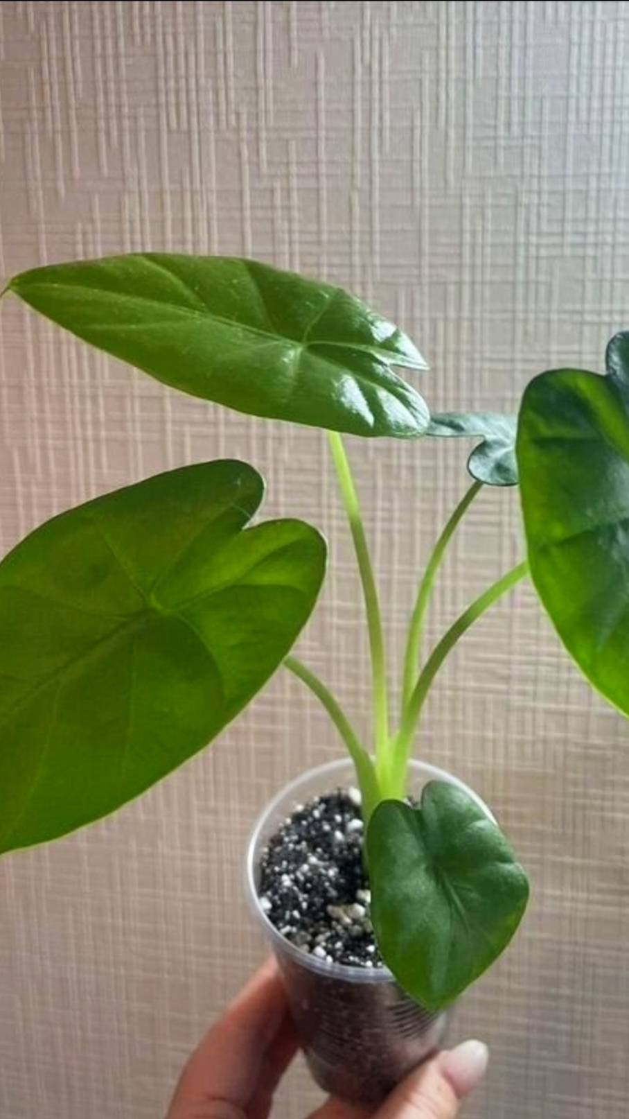 Зелёный мир в наших руках