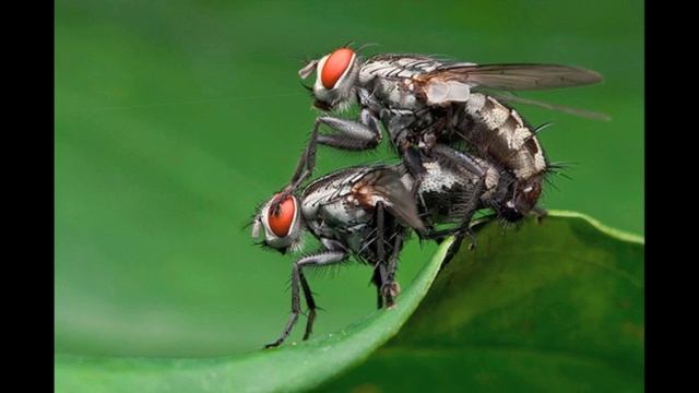 The Tiger Lillies—Sex With Flies (Live)