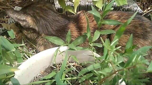 Кошка в кустах. Жизнь замечательных кошек. Содержание домашних питомцев. смотреть онлайн