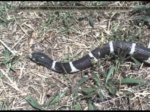 The California Kingsnake Lampropeltis getula californiae смотреть онлайн