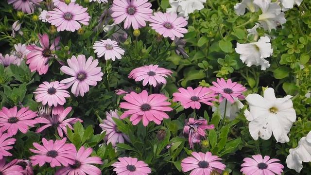 Harmony Of Elements, Experience An Hour Of Serene Relaxation With Nature-inspired Music And Visuals