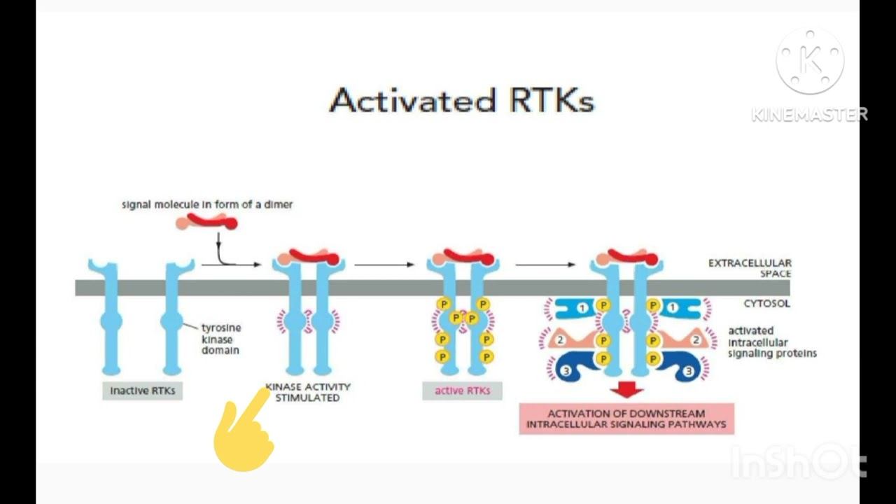 Enzyme Coupled Receptor смотреть онлайн