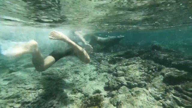 Galapagos 04 - Nuotando con le foche смотреть онлайн
