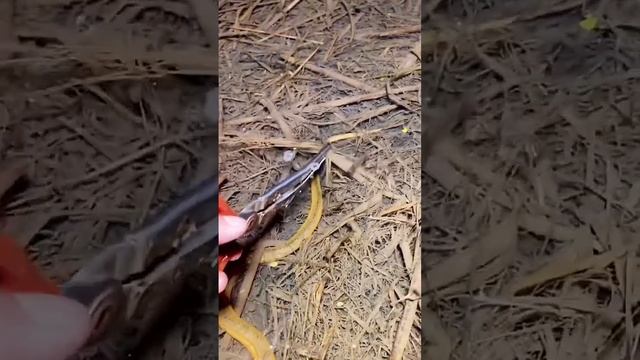 How To Catch An Eel Part 121