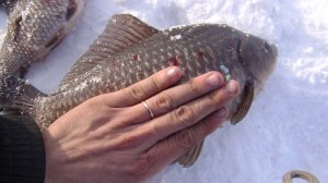 РЫБАЛКА НА ТЯГУ НА КАРАСЯ