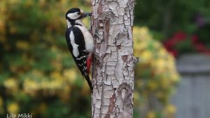 О птицах детям | Перелетные и зимующие птицы | Для чего птицам перья