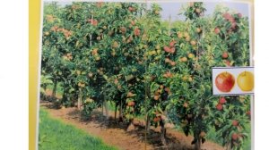 2. Фруктовый сад