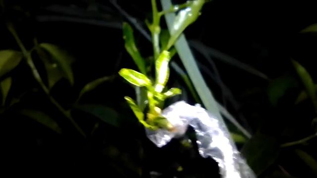 Grafting the rootstock or native lemon to Dalandan смотреть онлайн