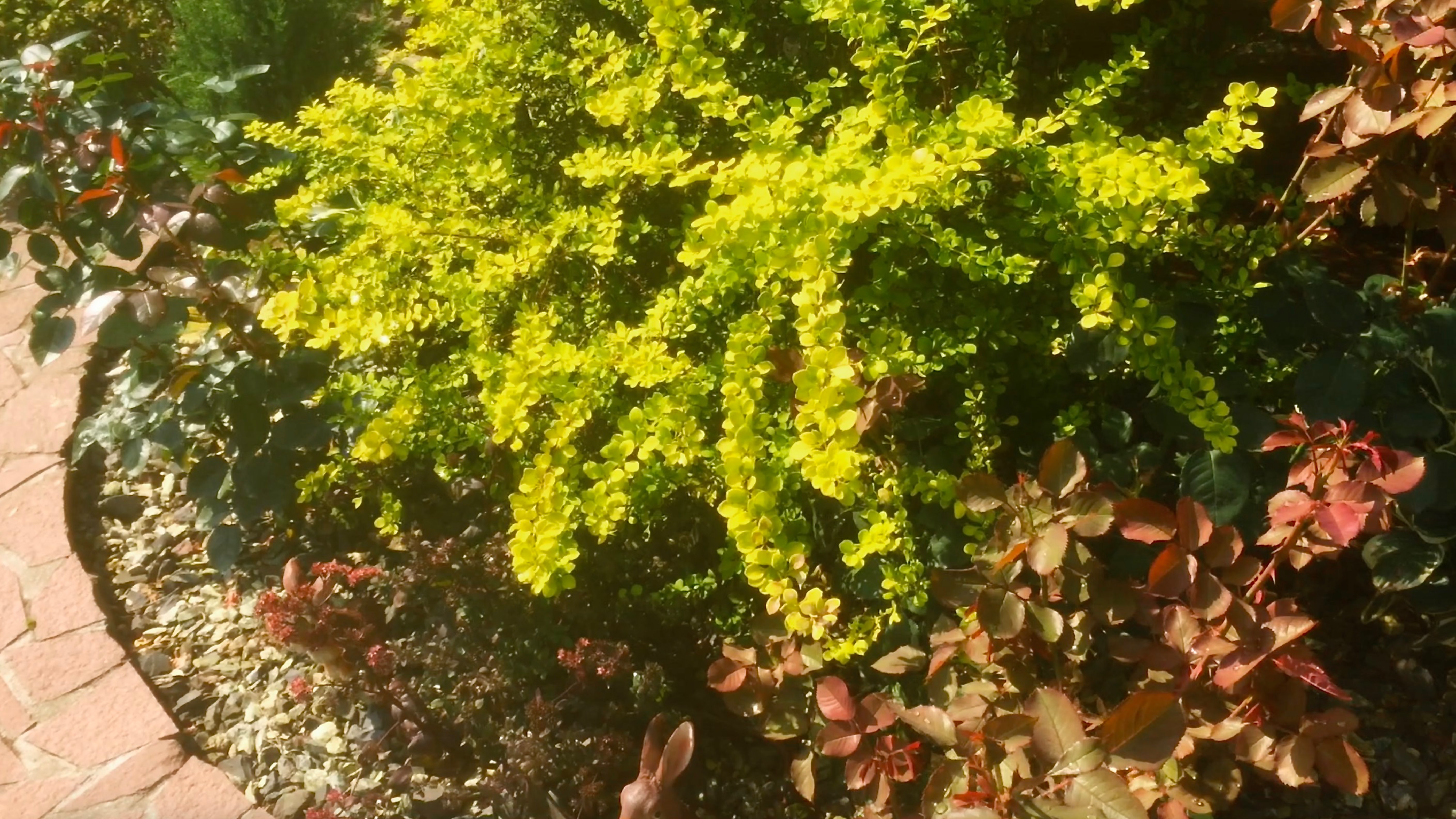 ИВА ПУРПУРНАЯ / ХОСТЫ / СПИРЕИ / ОЧИТОК ПУРПУРНЫЙ / РОЗЫ / БАРБАРИС. Растения в рабатках. 2020г. смотреть онлайн