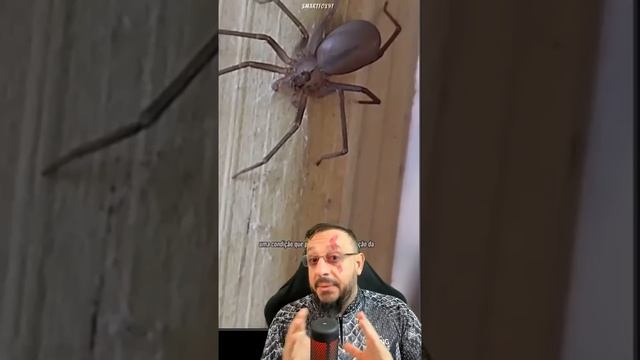 As 3 Aranhas Mais Mortais Do Mundo. @samrtfor97