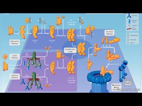 Complement System - Part 3/3 | Immunology смотреть онлайн
