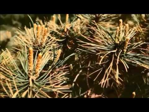 Elements of Ecology (9th ed.) Chapter 20: Ecosystem Energetics смотреть онлайн